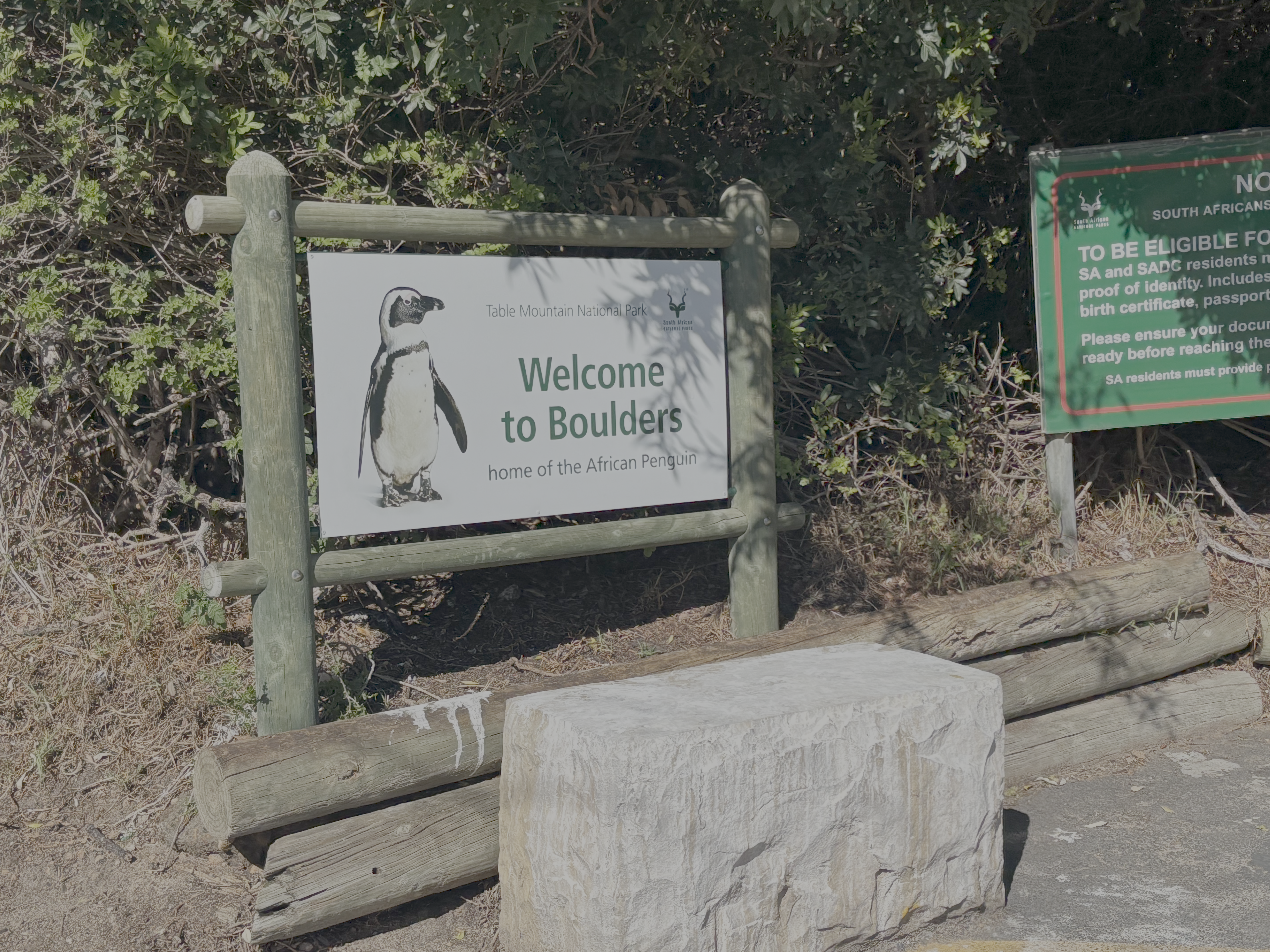 Seeing the African Penguins at Boulders!