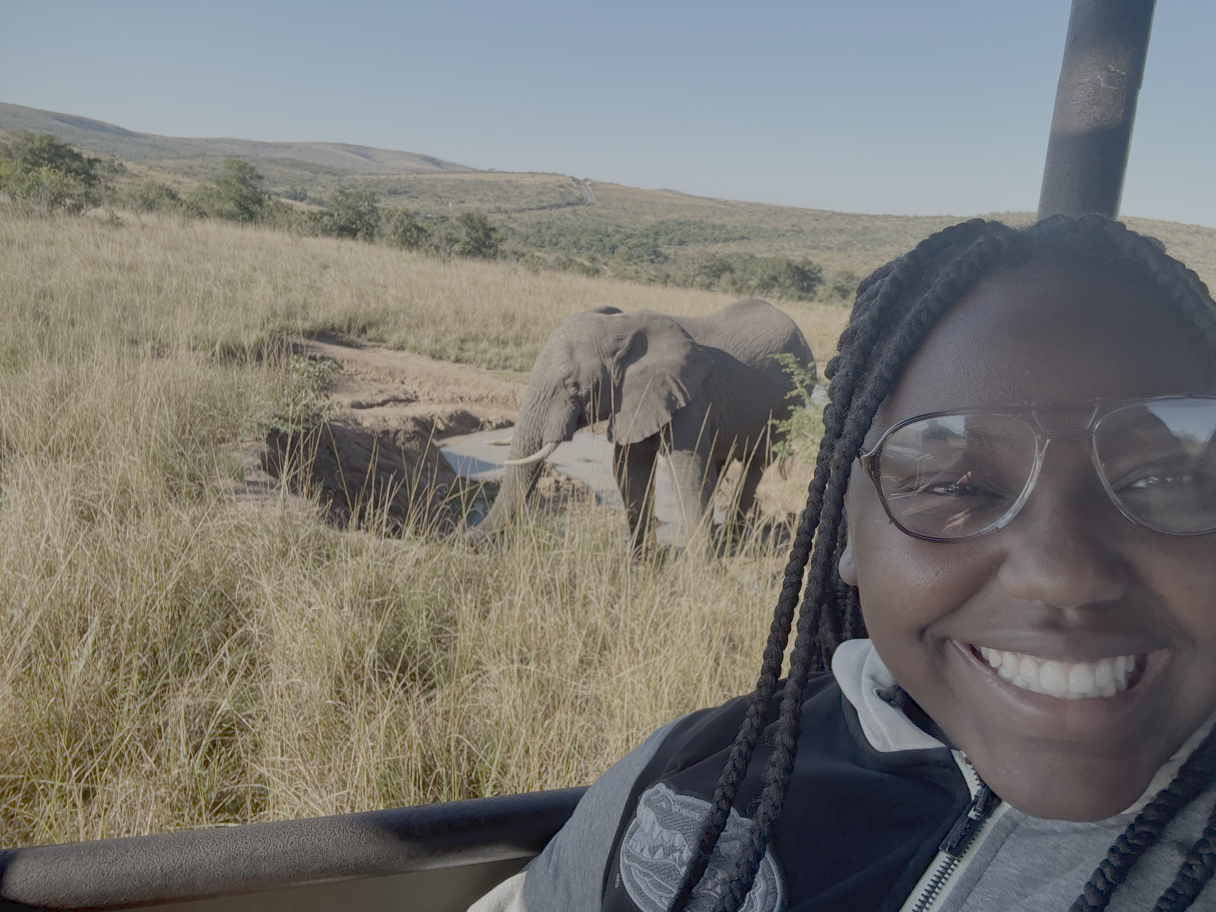 Elephant Sighting!